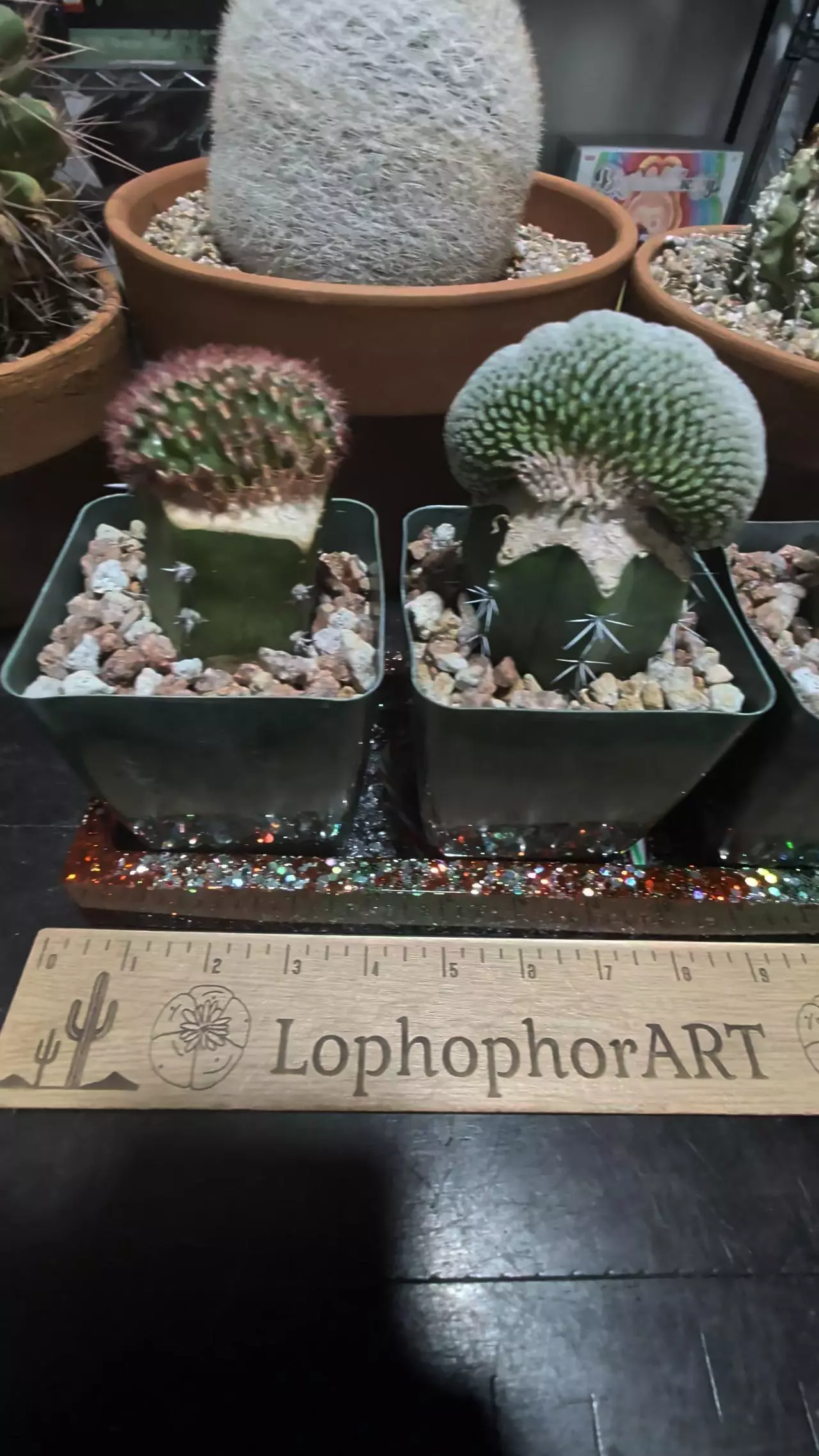 plant/Super sparkly candy cane plant trays-0