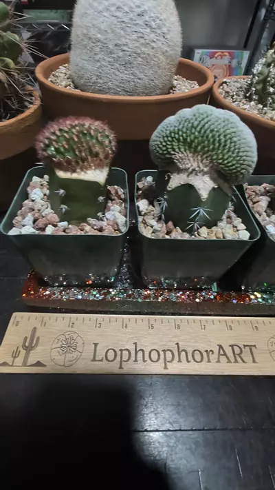 plant/Super sparkly candy cane plant trays-0-thumbnail