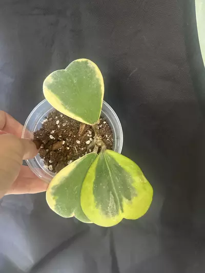 plant/Hoya kerri Albo-0-thumbnail