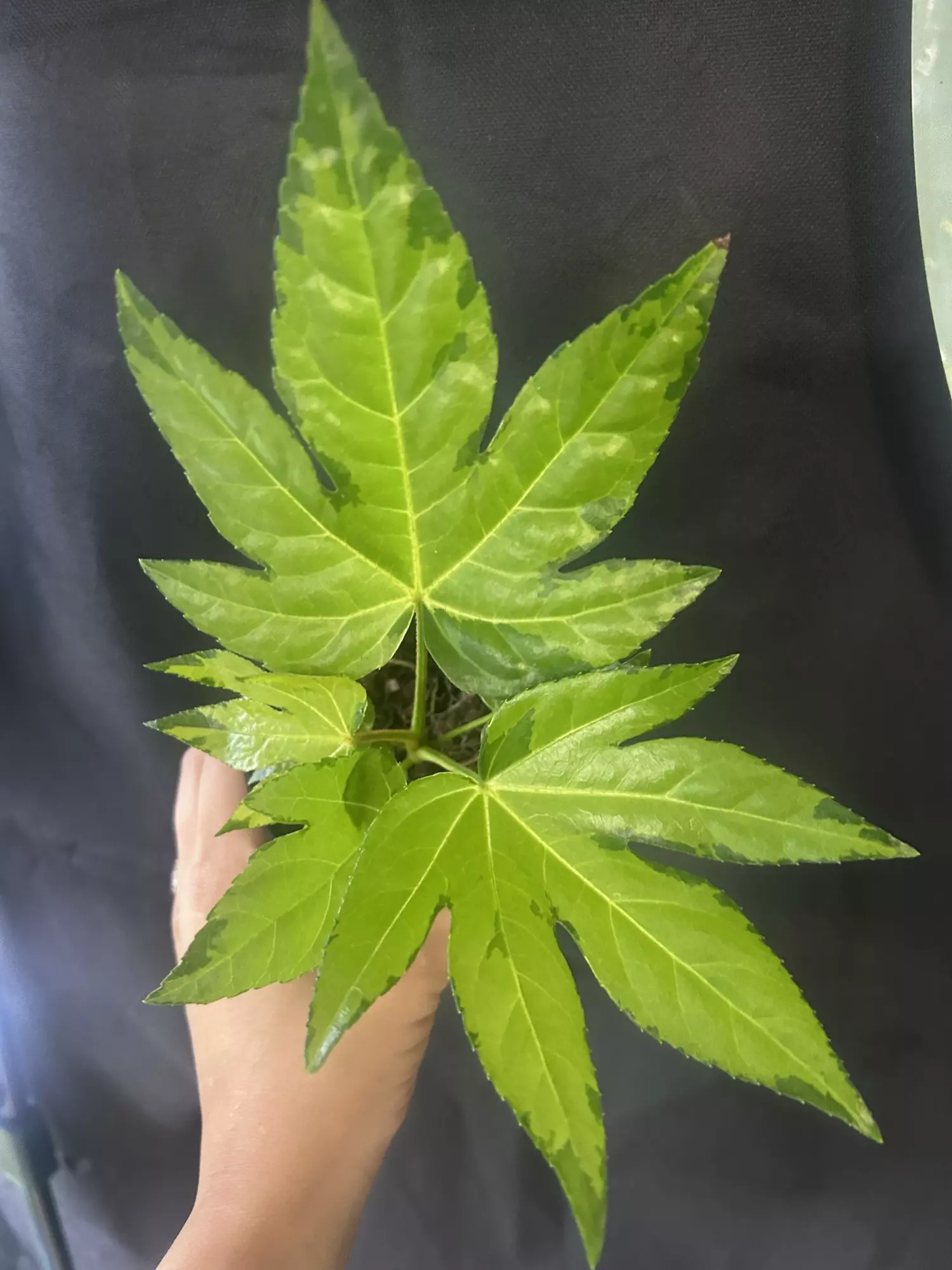 plant/Fatsia Japonica Variegated Camoflauge-0