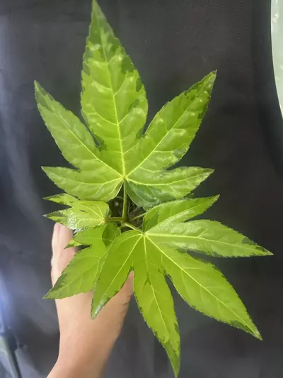 plant/Fatsia Japonica Variegated Camoflauge-0-thumbnail