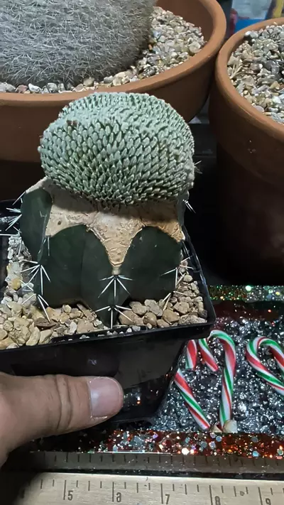 plant/Turbinicarpus Pseudopectinatus crest on graft -0-thumbnail