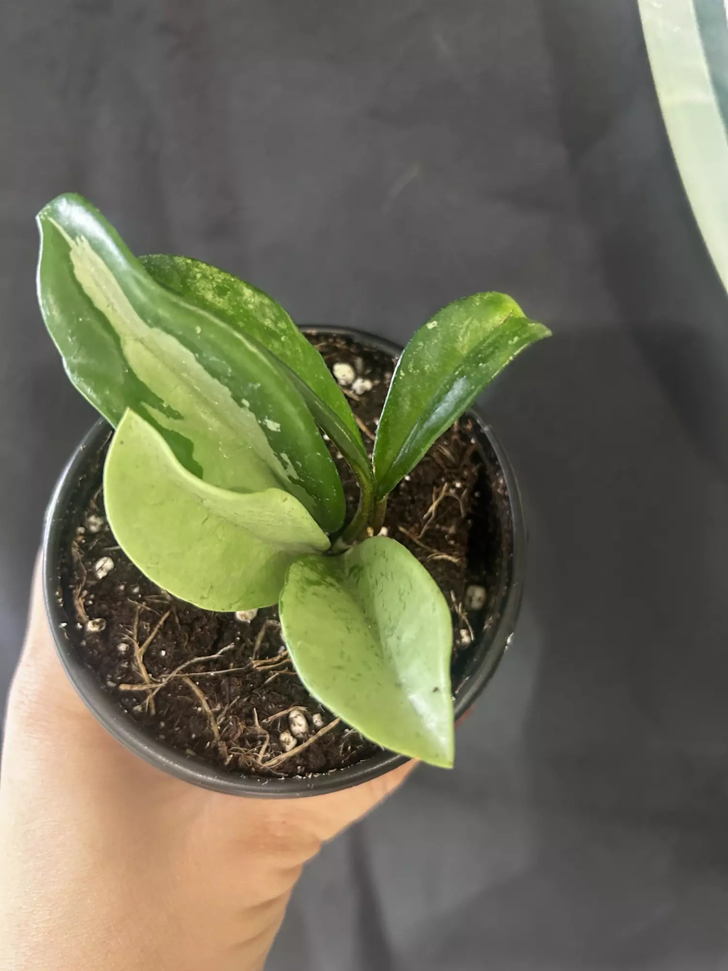 plant/Hoya Carnosa Silver Moon-0