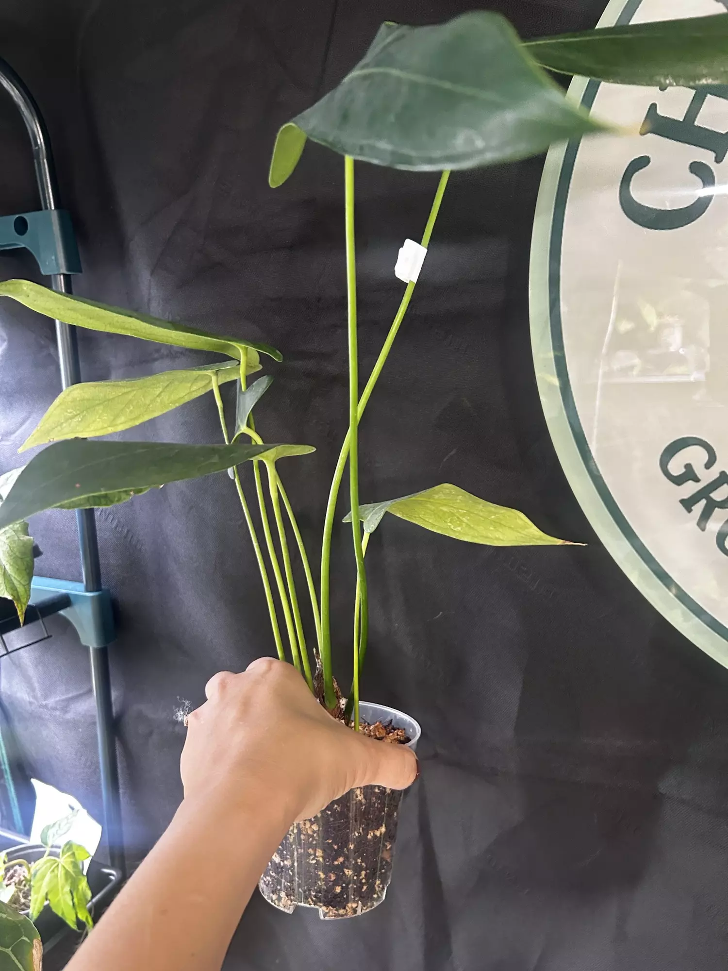 plant/Anthurium Chiapasense Clone-2