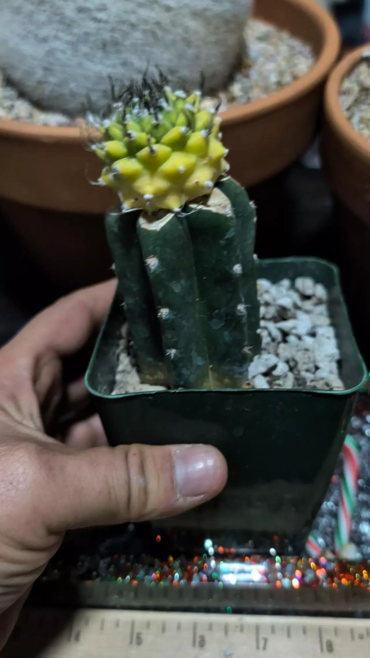 plant/Beautiful variegated Turbinicarpus alonsoii hybrid on graft -0