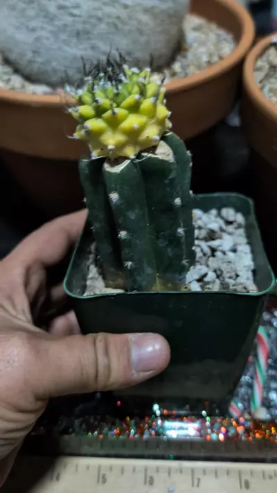 plant/Beautiful variegated Turbinicarpus alonsoii hybrid on graft -0-thumbnail