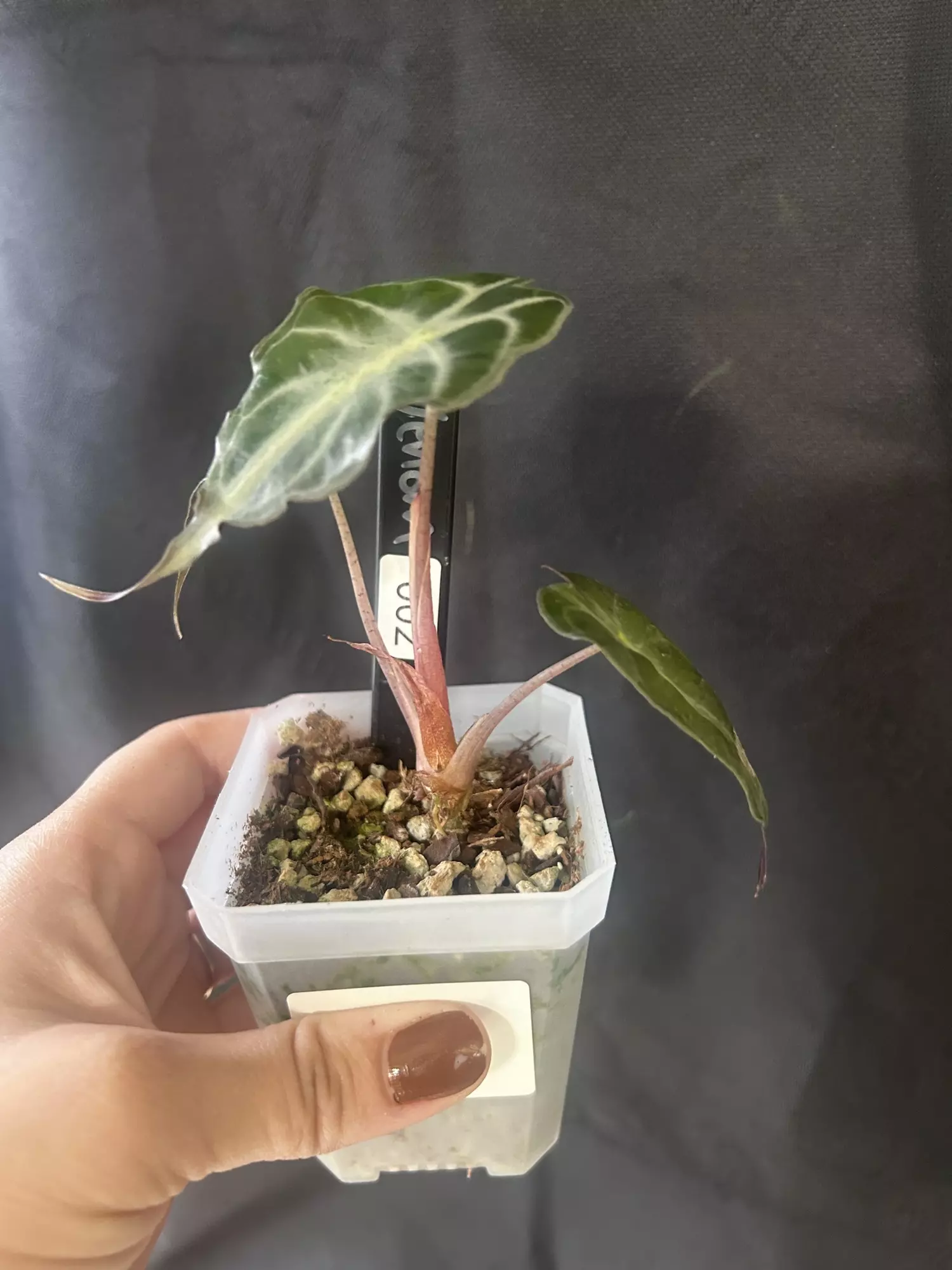 plant/Alocasia venom-1