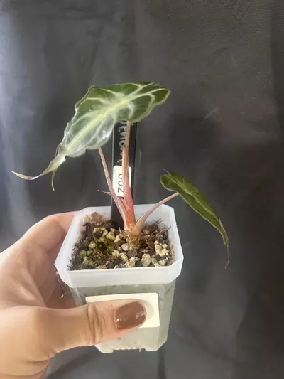 plant/Alocasia venom-1-thumbnail