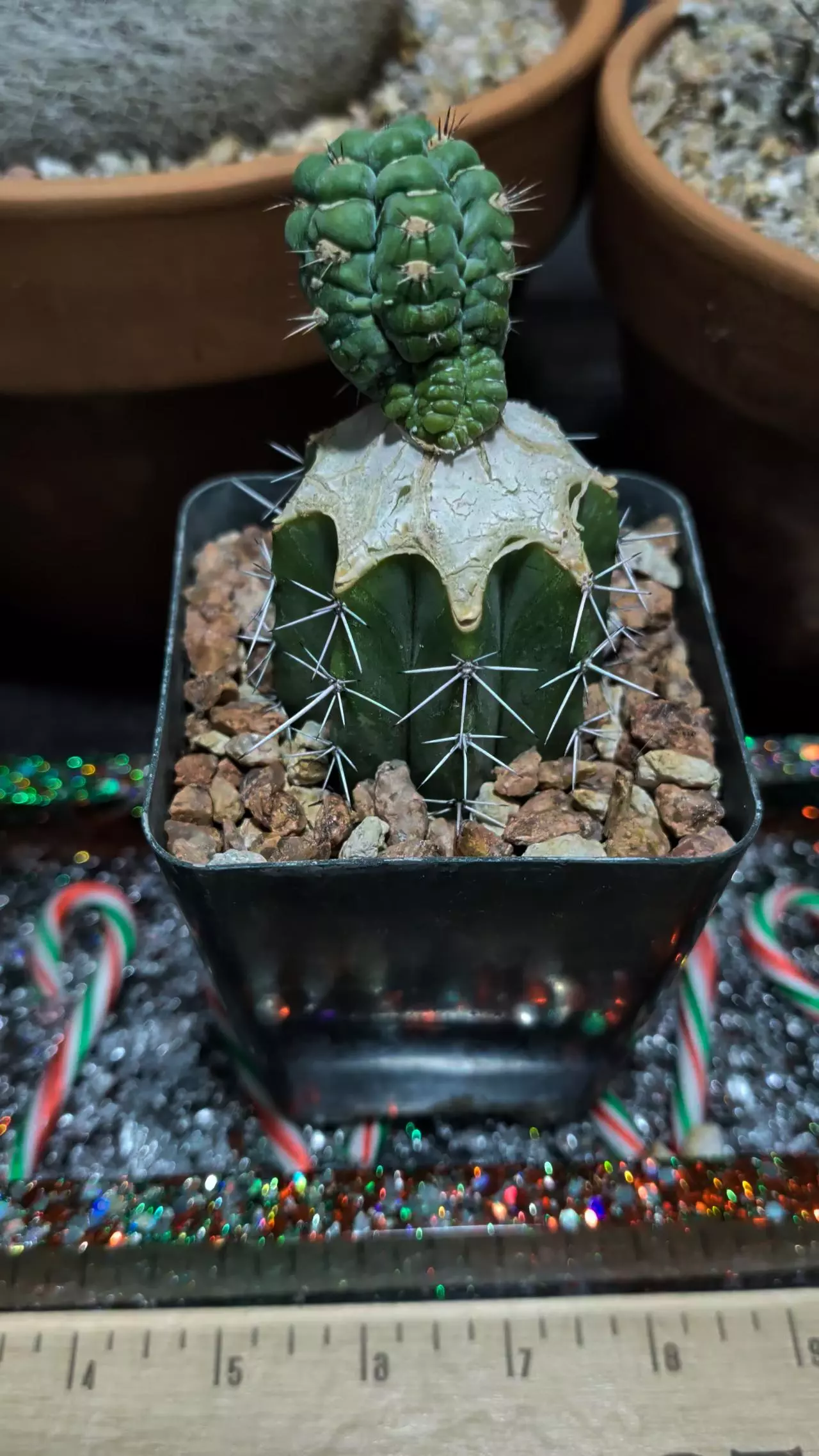 plant/Nice Phil on graft -0