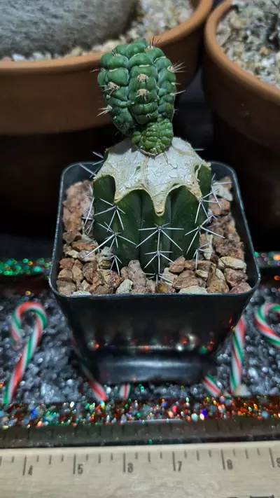 plant/Nice Phil on graft -0-thumbnail