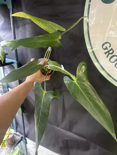 plant/Anthurium Chiapasense Clone-1-thumbnail