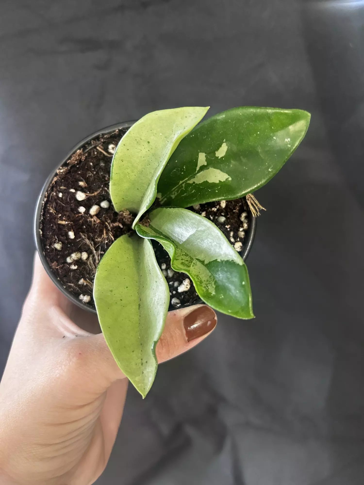 plant/Hoya Silver Moon-0