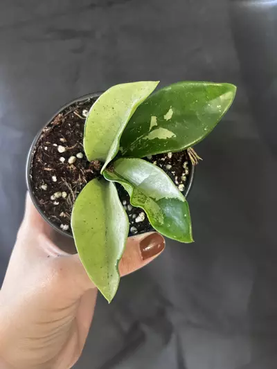 plant/Hoya Silver Moon-0-thumbnail