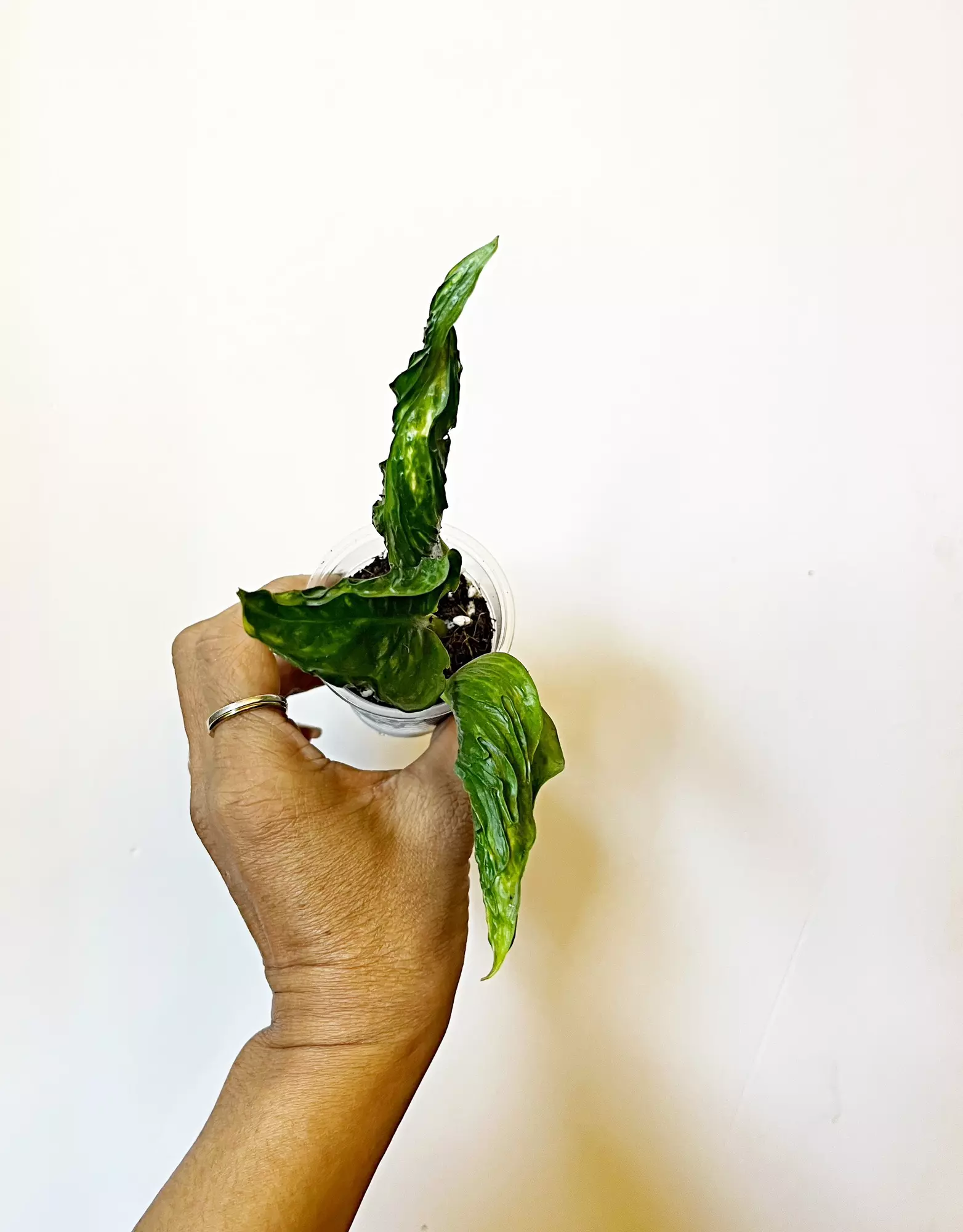 plant/Shanghai-La Pothos *gc-0