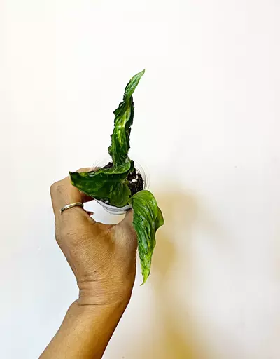 plant/Shanghai-La Pothos *gc-0-thumbnail
