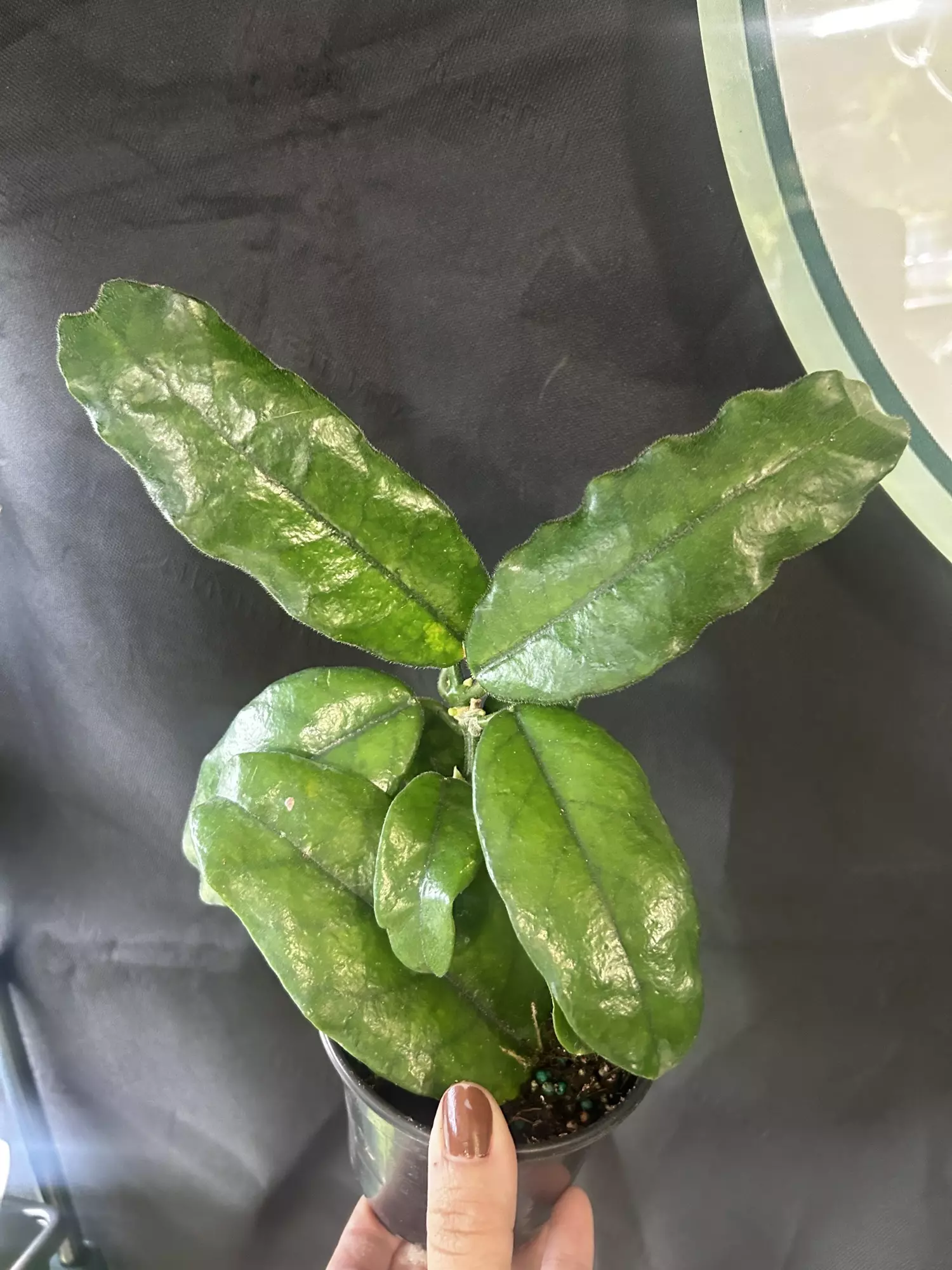 plant/Hoya Villosa Long Leaf-0