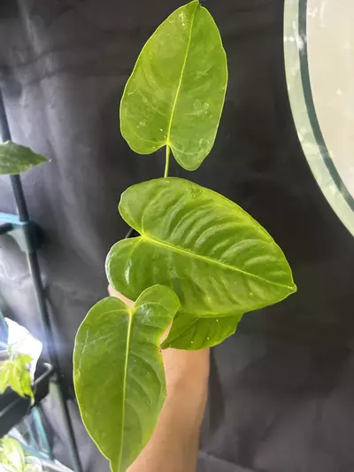 plant/Anthurium Veitchii-0-thumbnail