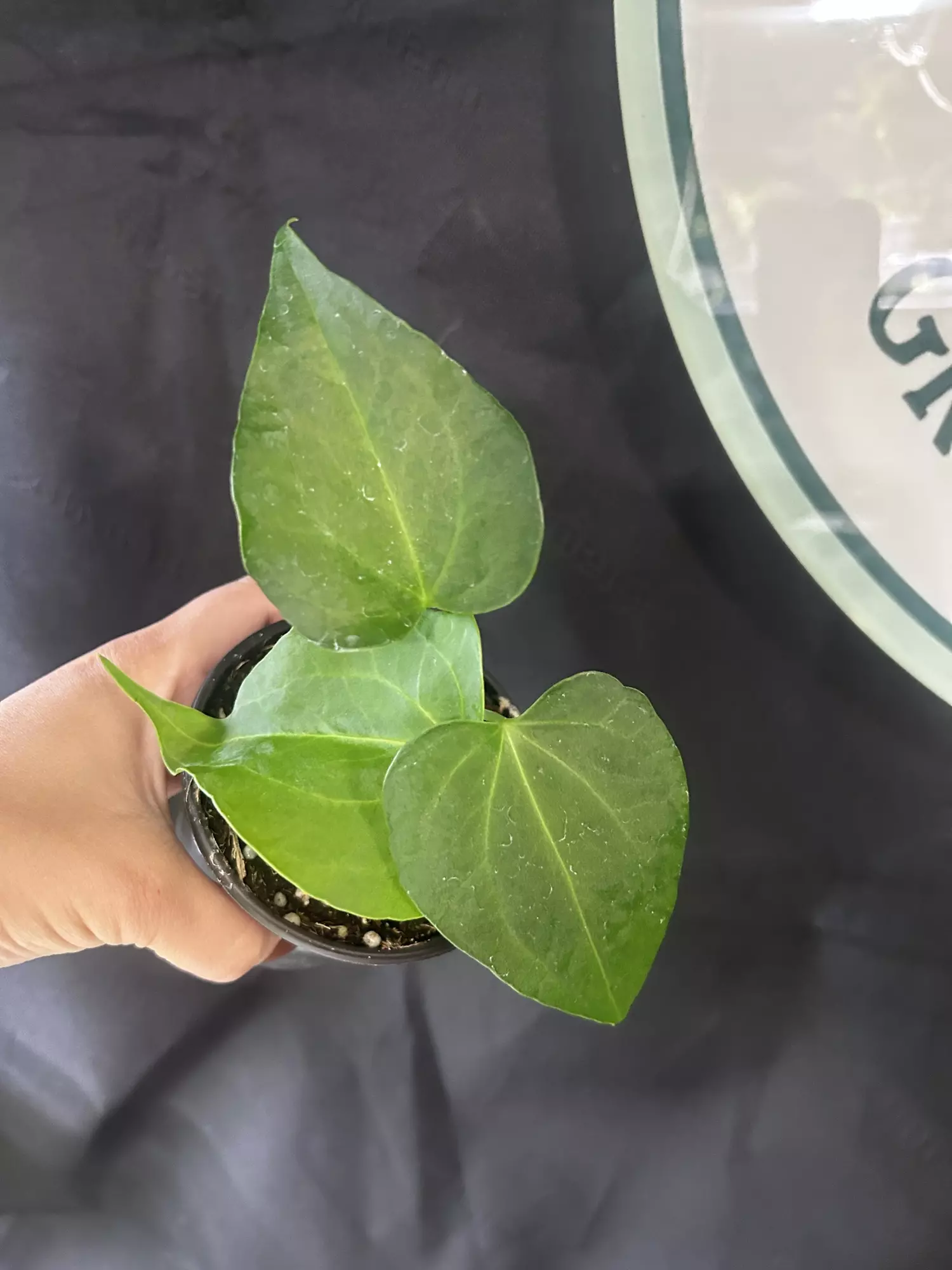 plant/Anthurium Delta Force-0