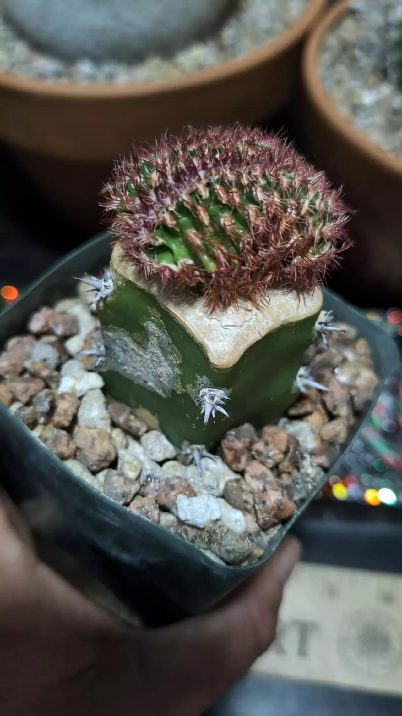 plant/Beautiful echinocereus pectinatus crest on graft-0