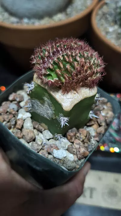 plant/Beautiful echinocereus pectinatus crest on graft-0-thumbnail