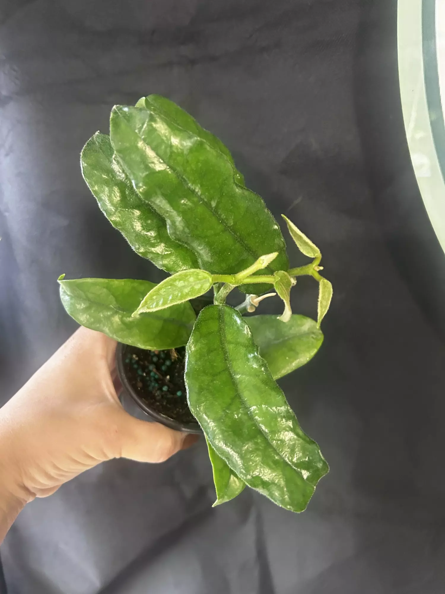 plant/Hoya Villosa-0