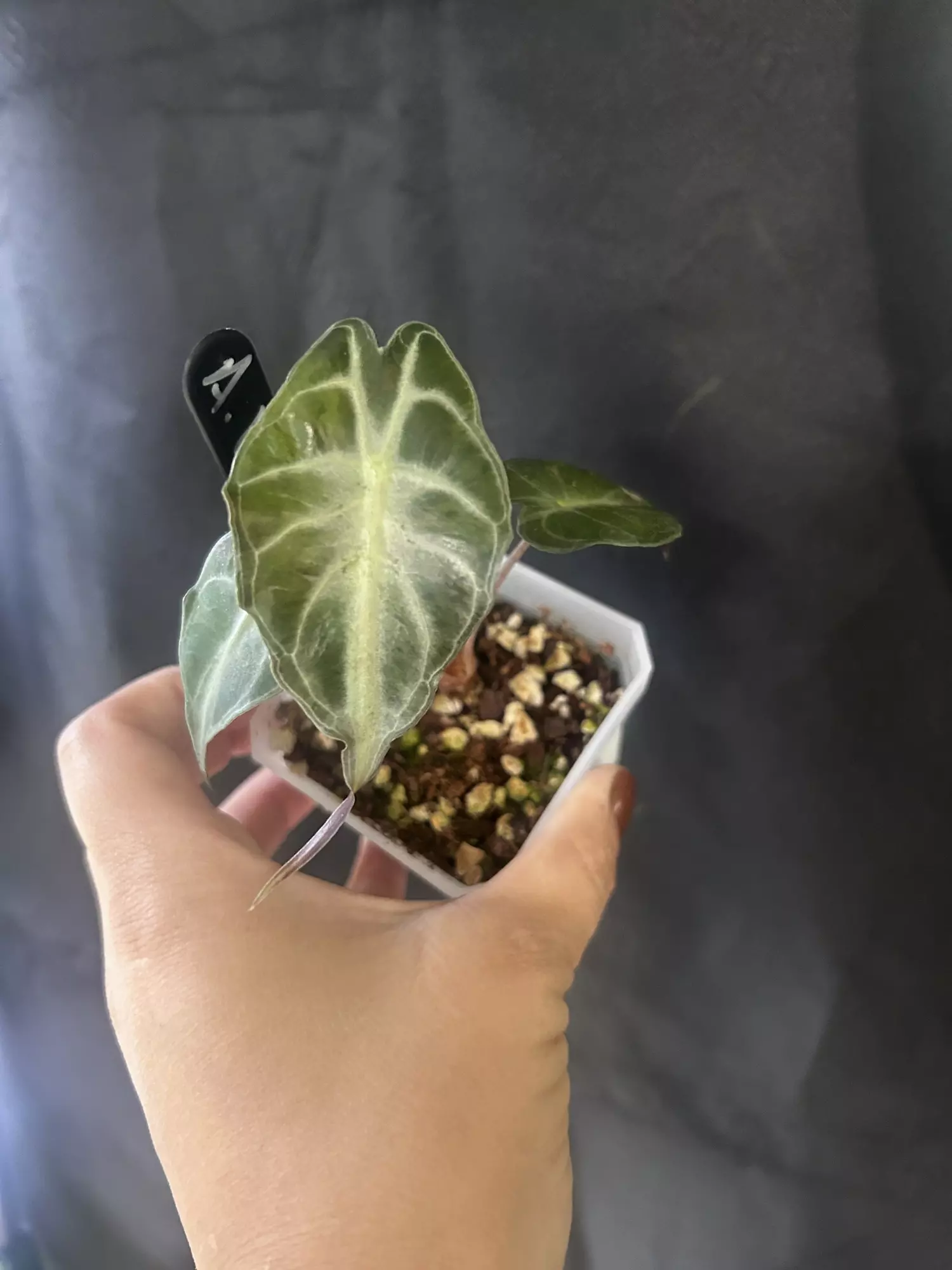 plant/Alocasia venom-2