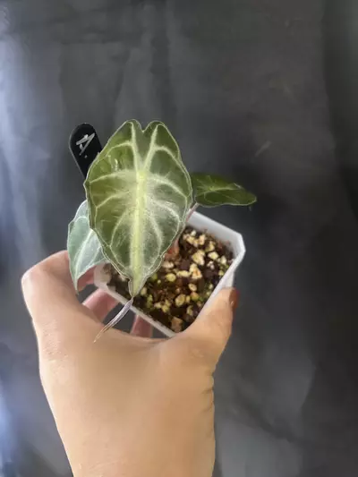 plant/Alocasia venom-2-thumbnail