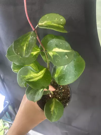 plant/Hoya Obovata inner variegated-0-thumbnail