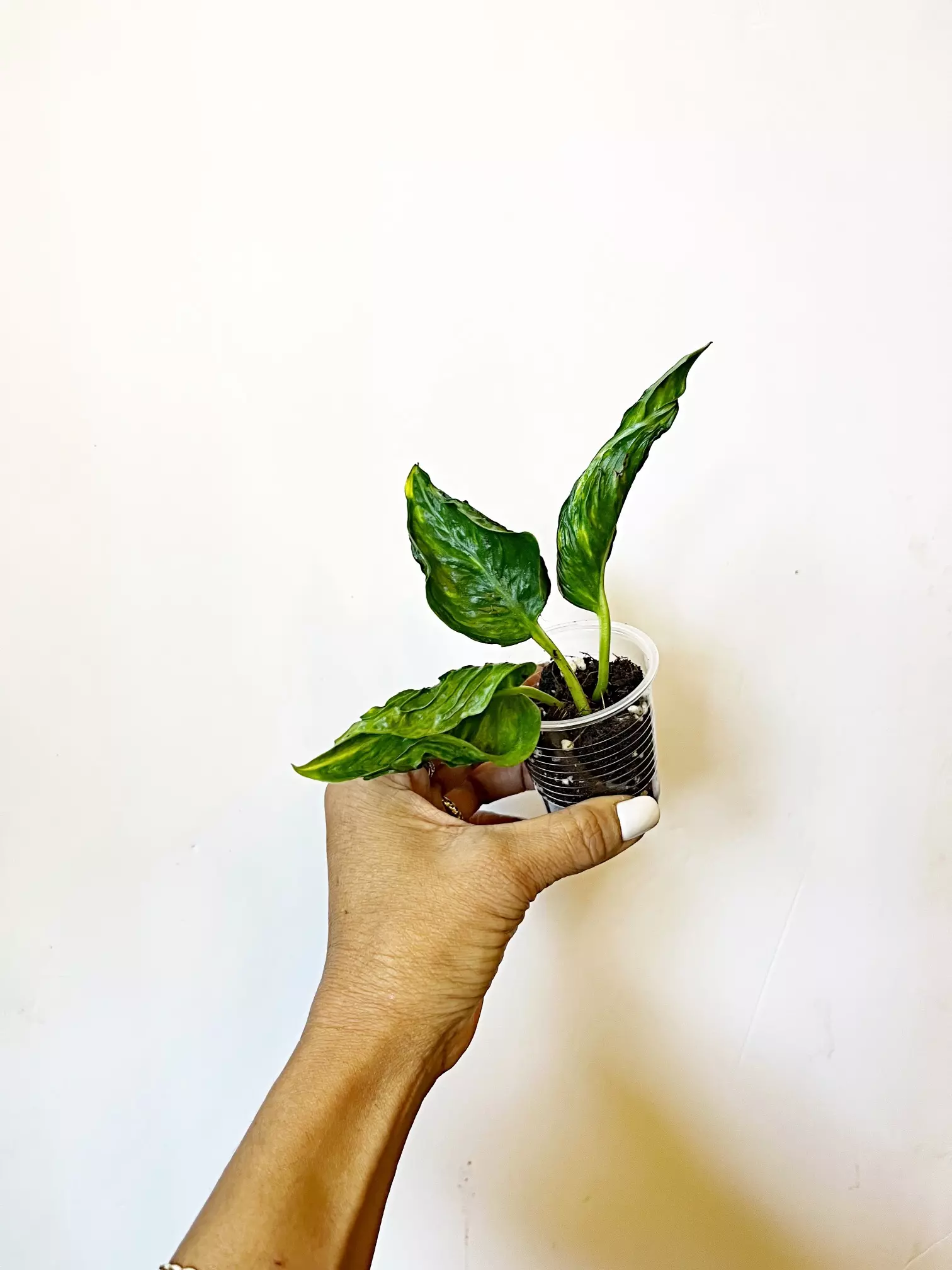 plant/Shanghai-La Pothos *gc-1