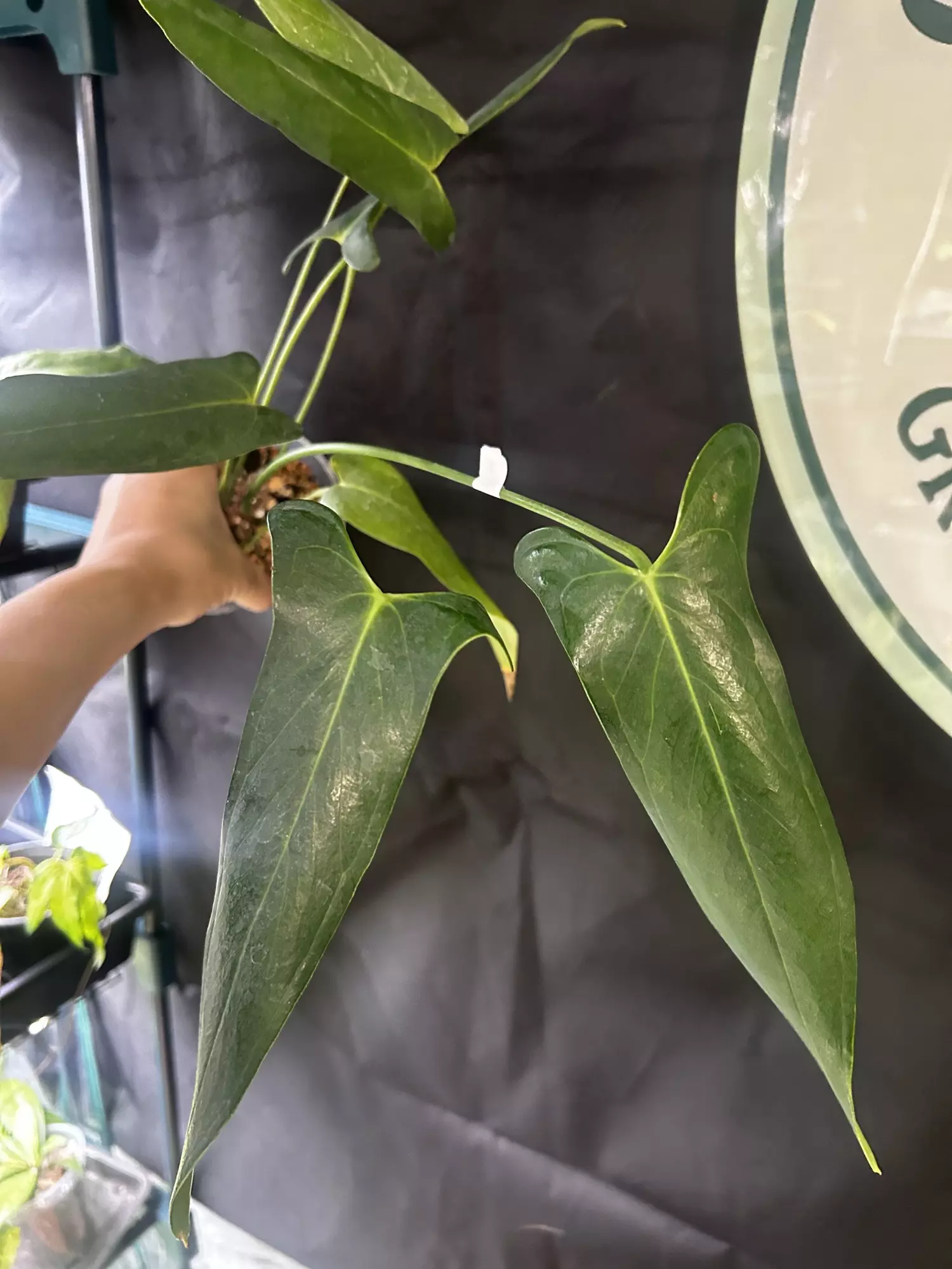 plant/Anthurium Chiapasense Clone-0