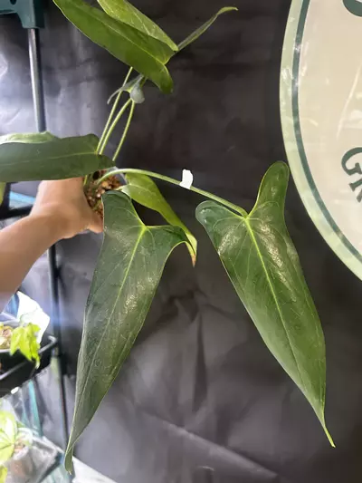 plant/Anthurium Chiapasense Clone-0-thumbnail