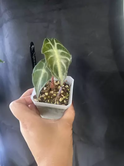 plant/Alocasia venom-0-thumbnail
