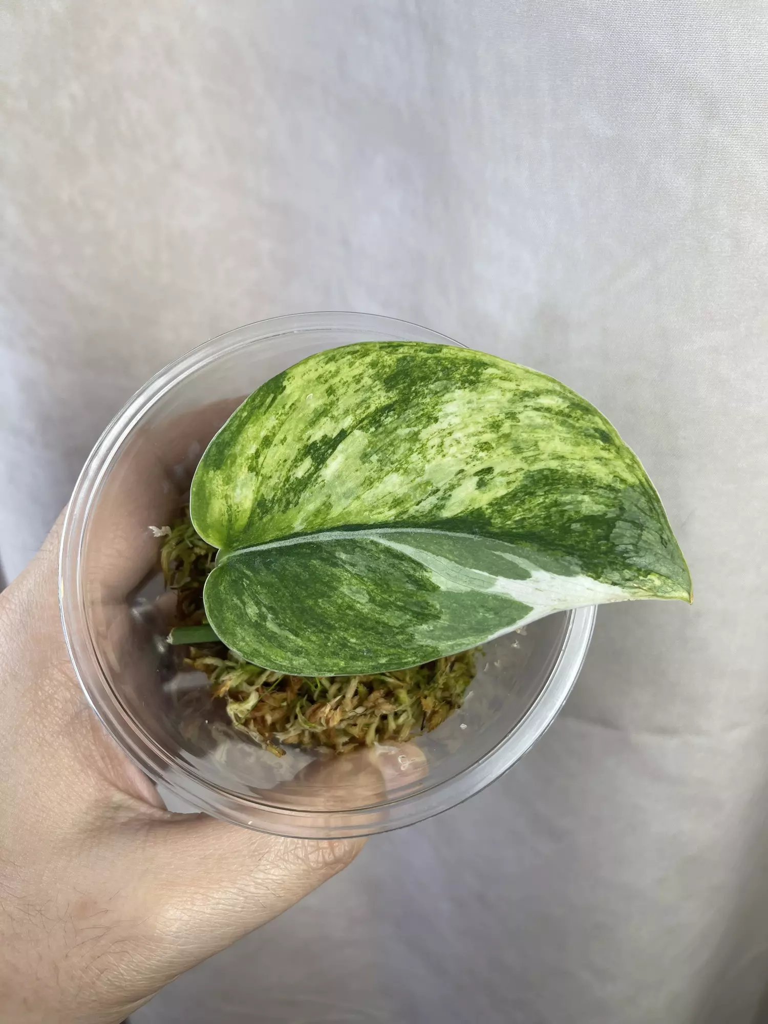 plant/scindapsus raven tricolor high color-0