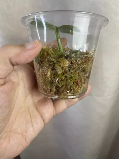 plant/scindapsus raven tricolor high color-1-thumbnail