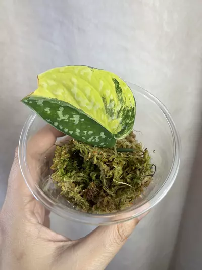 plant/scindapsus argy senopati-0-thumbnail