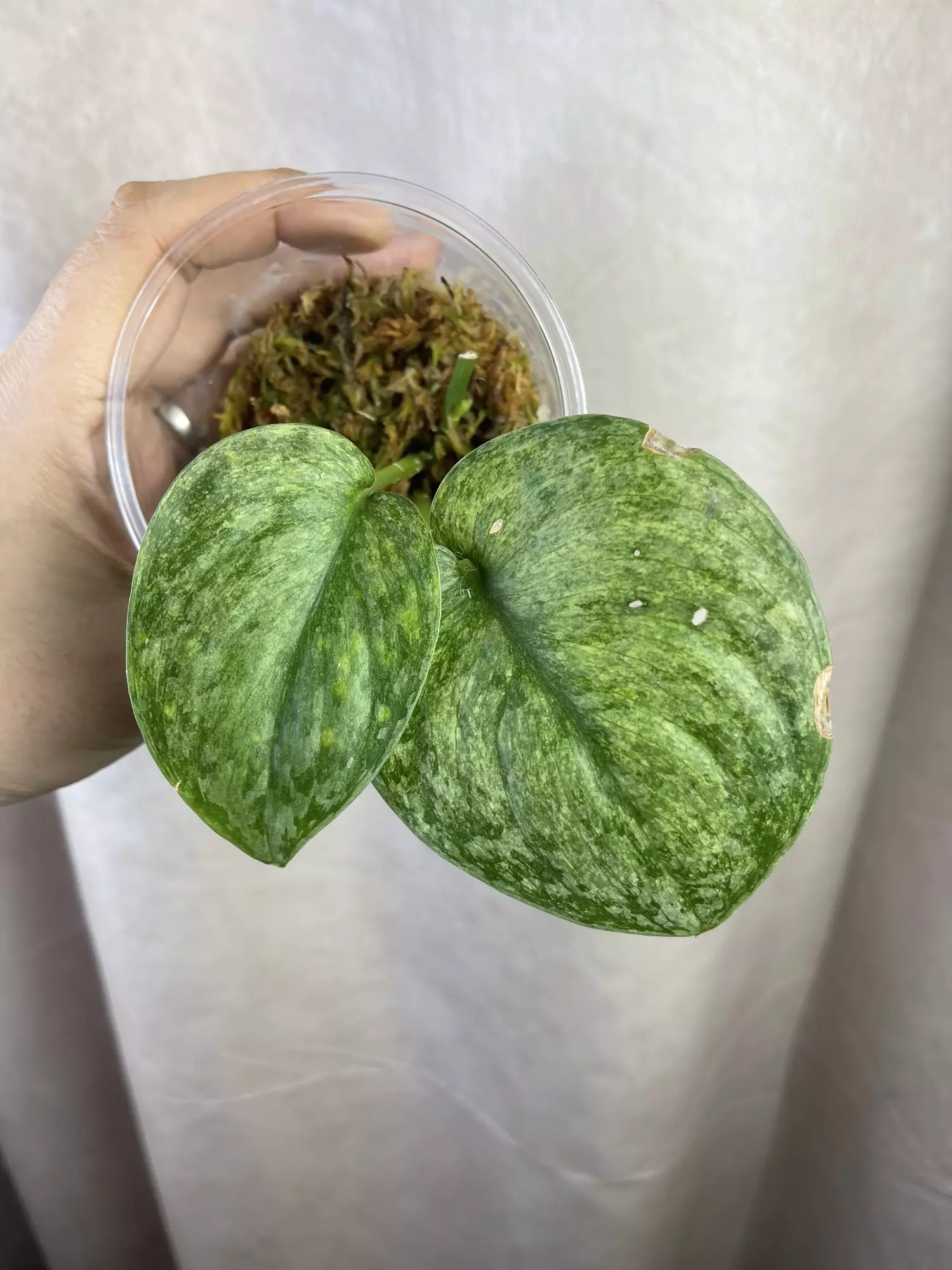 plant/scindapsus nagara 3 nodes active growth-1