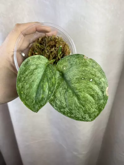 plant/scindapsus nagara 3 nodes active growth-1-thumbnail