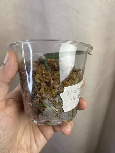 plant/scindapsus dark argy gog/tricolor-1-thumbnail