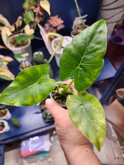 plant/Gageana Aurea #2-0-thumbnail