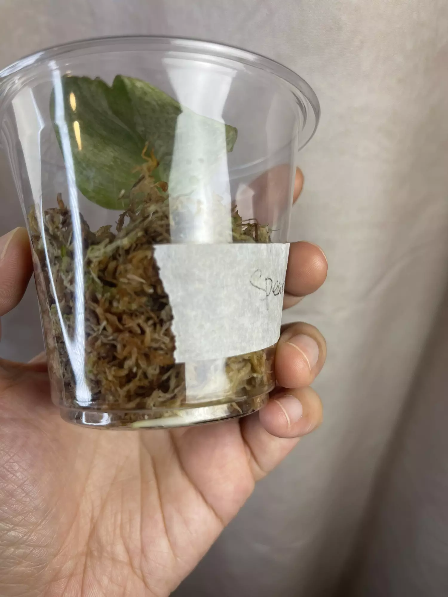 plant/scindapsus spearmint-1