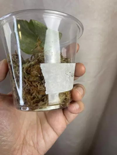 plant/scindapsus spearmint-1-thumbnail