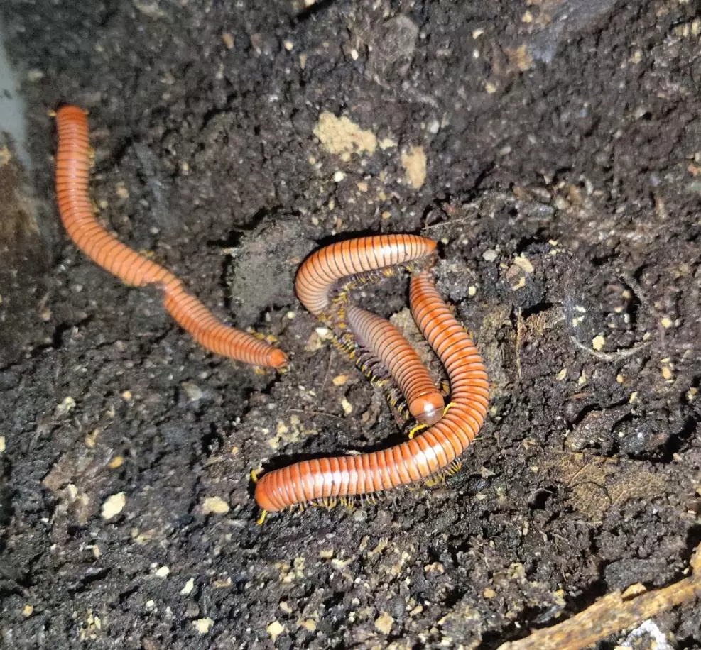 plant/Puerto Rican Tree Millipede (Anadenobolus Arboreus)-0