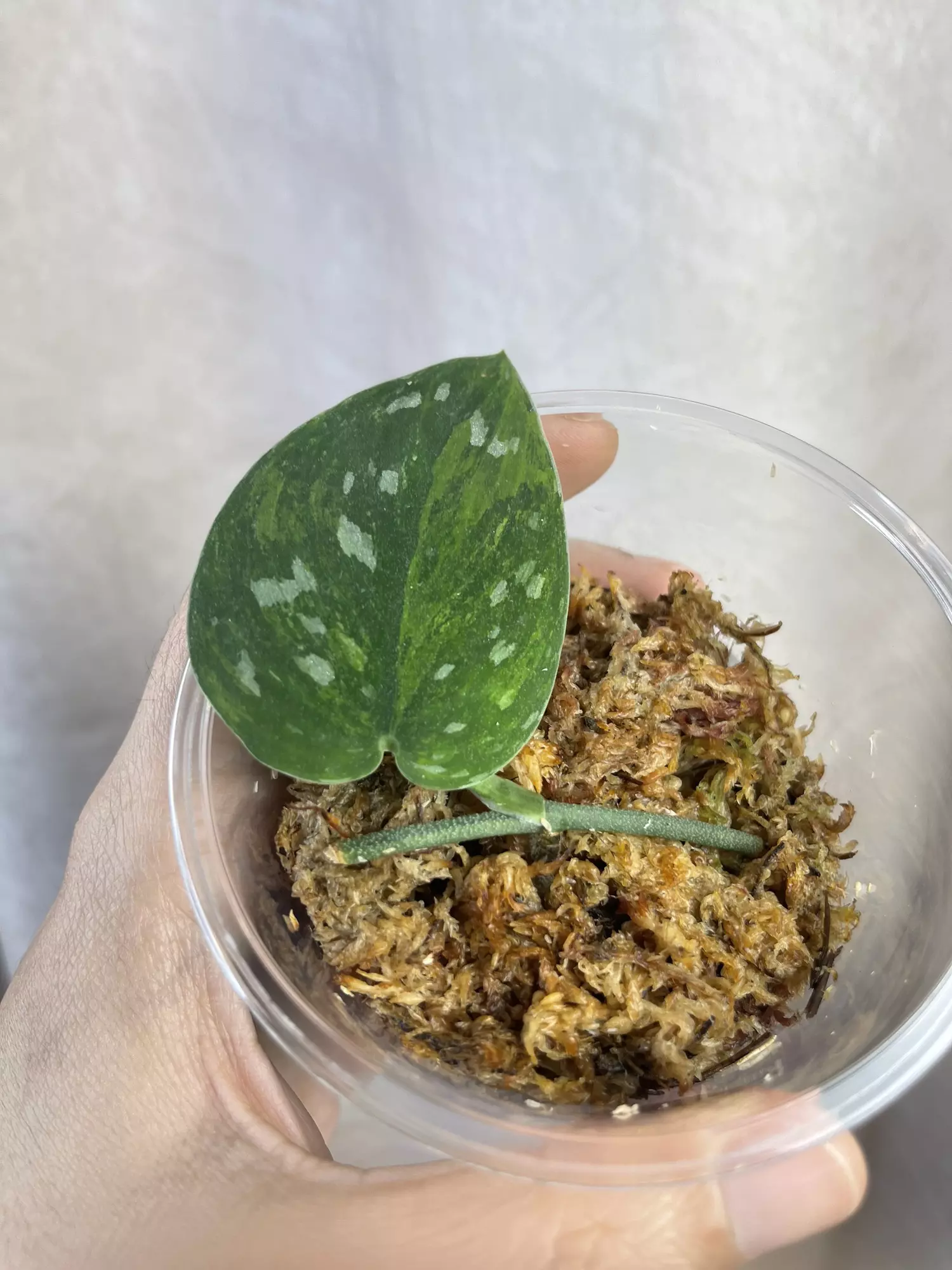 plant/scindapsus dark argy gog/tricolor-2