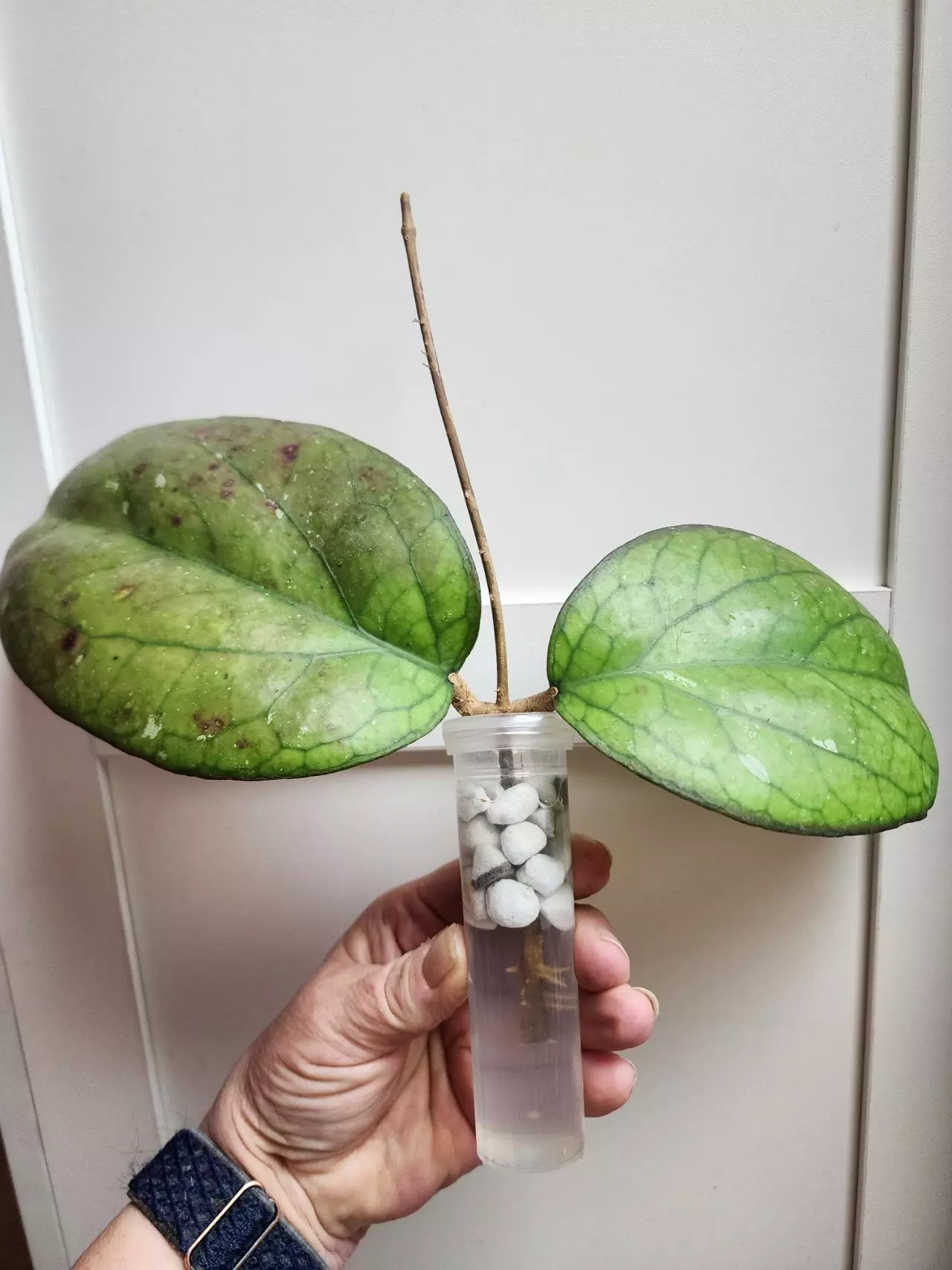 plant/Hoya Priktai rooted cutting-0