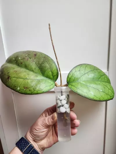 plant/Hoya Priktai rooted cutting-0-thumbnail