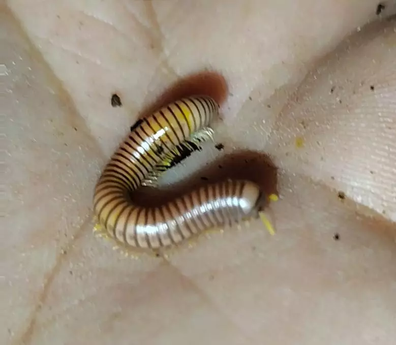 plant/Puerto Rican Tree Millipede (Anadenobolus Arboreus)-1