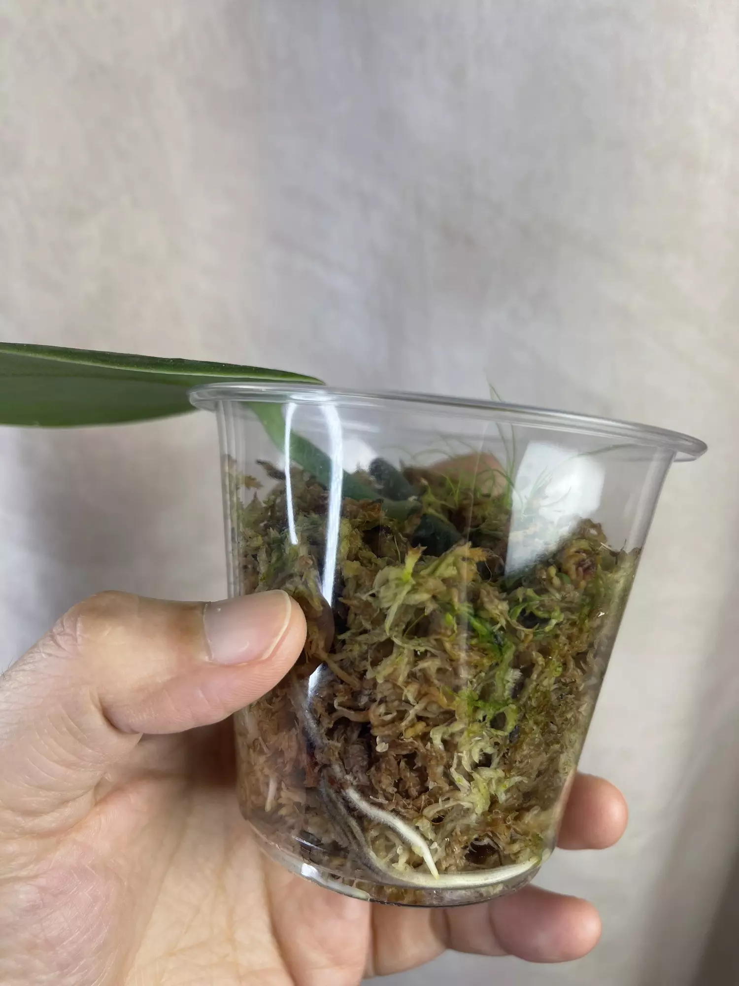 plant/scindapsus silver knight no id-3