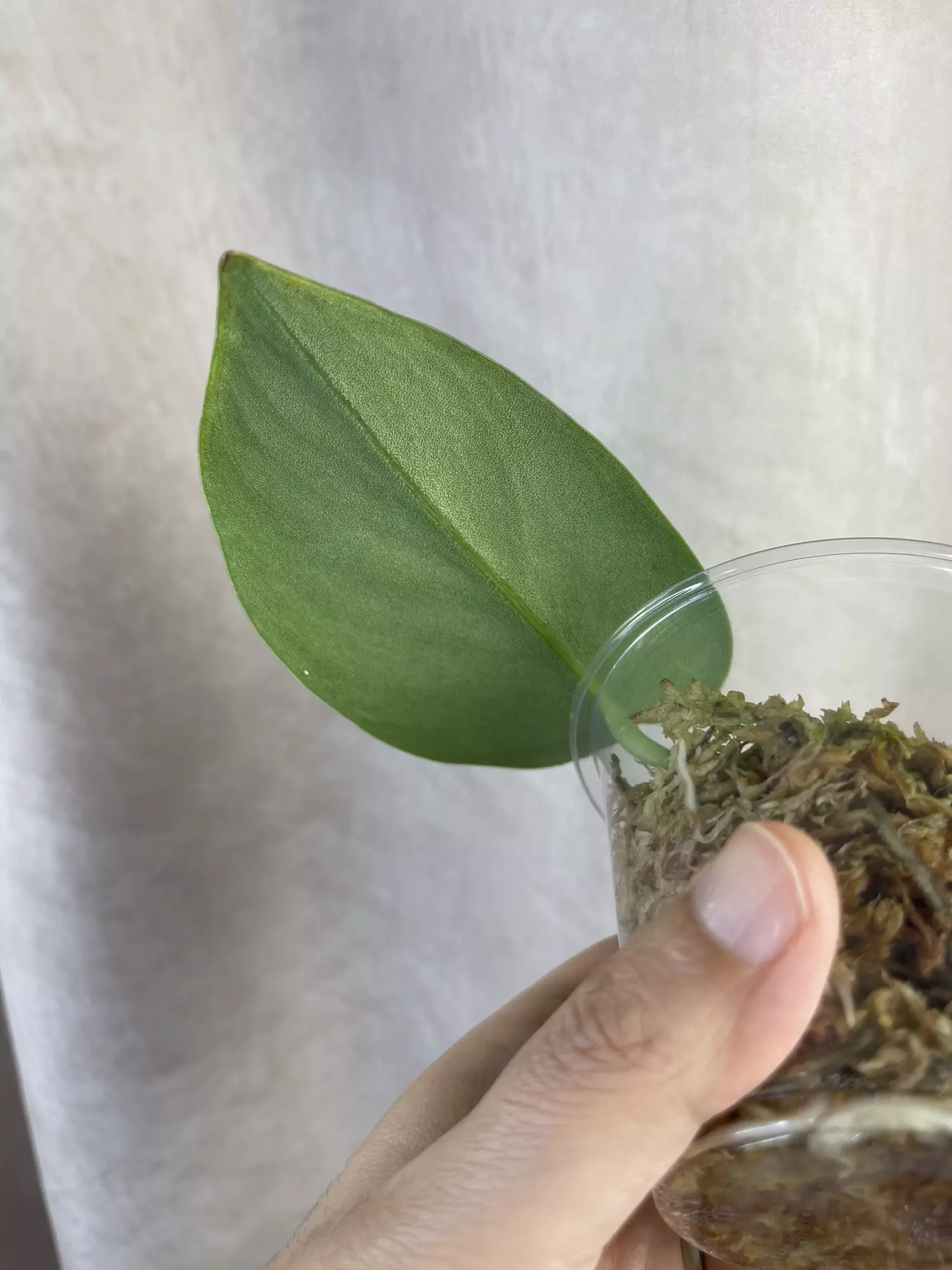 plant/scindapsus silver knight no id-1