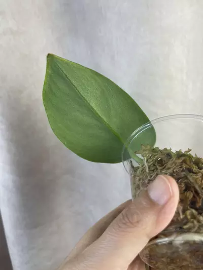 plant/scindapsus silver knight no id-1-thumbnail