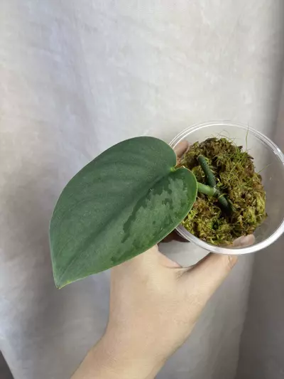 plant/scindapsus silver knight no id-0-thumbnail